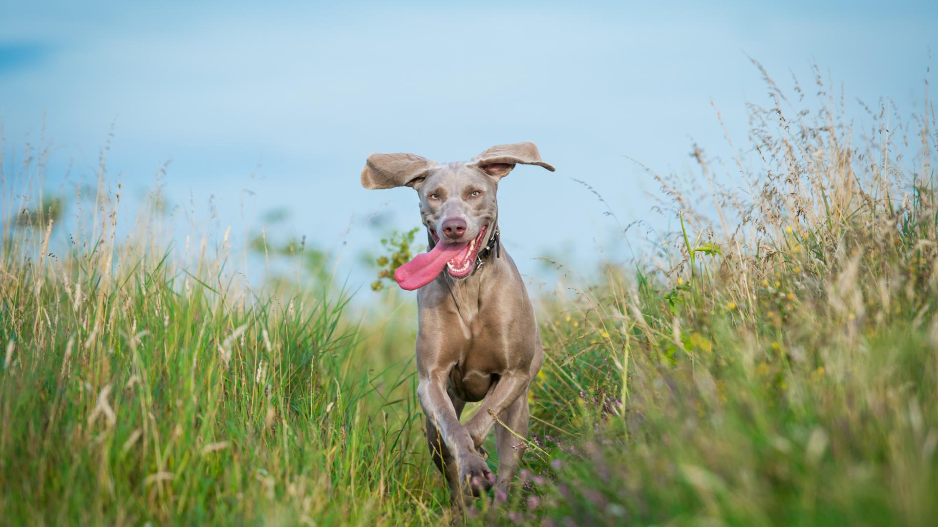 Your best friend will enjoy running and socializing at the Pinnacle dog park